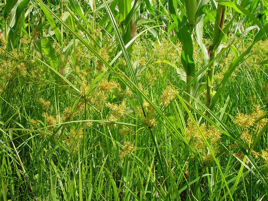 CYPESC_06 022b.jpg